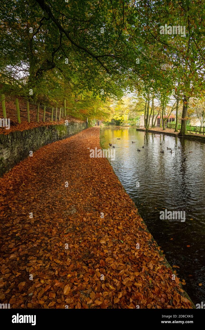 Autumn colours and bridge on the Huddersfield Narrow Canal Uppermill to Dobcross section, Saddleworth, Oldham, England, UK Stock Photo