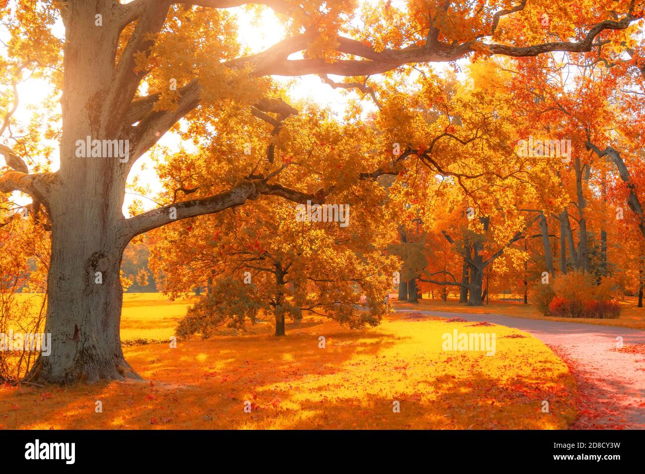 Autumn November park with yellow big oaks and maples around the hiking ...