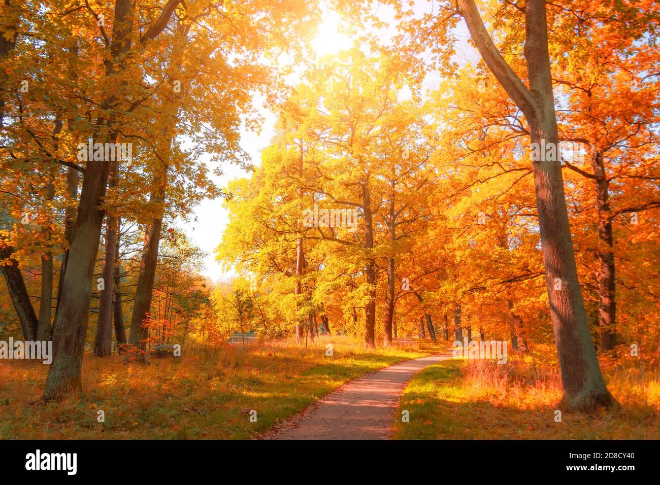 Autumn november park with yellow oaks and maples around the hiking ...