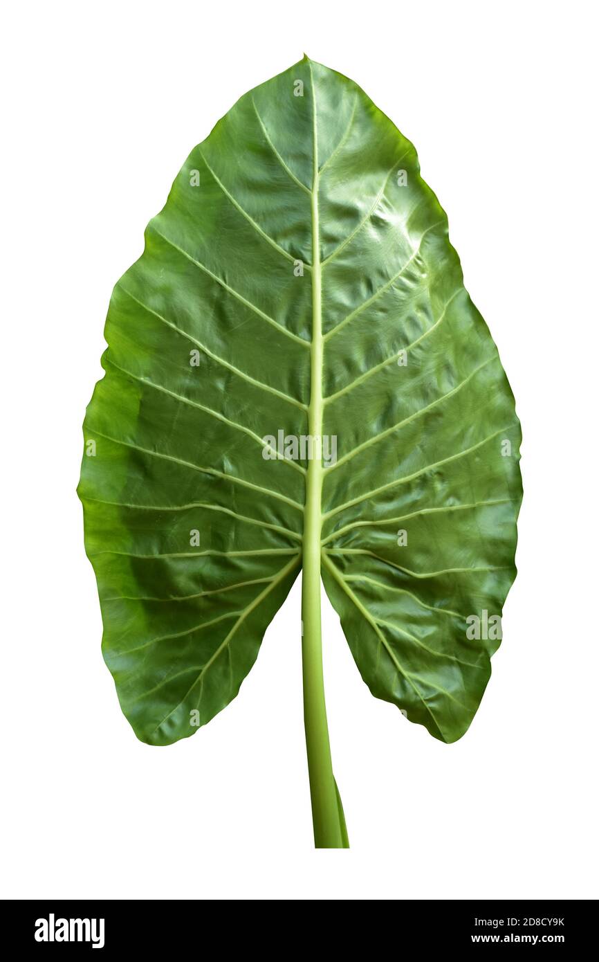 led house plant Plant Grow Light,BESTVA LED Growing Light Full Spectrum for Indoor Pla   BESTVALED