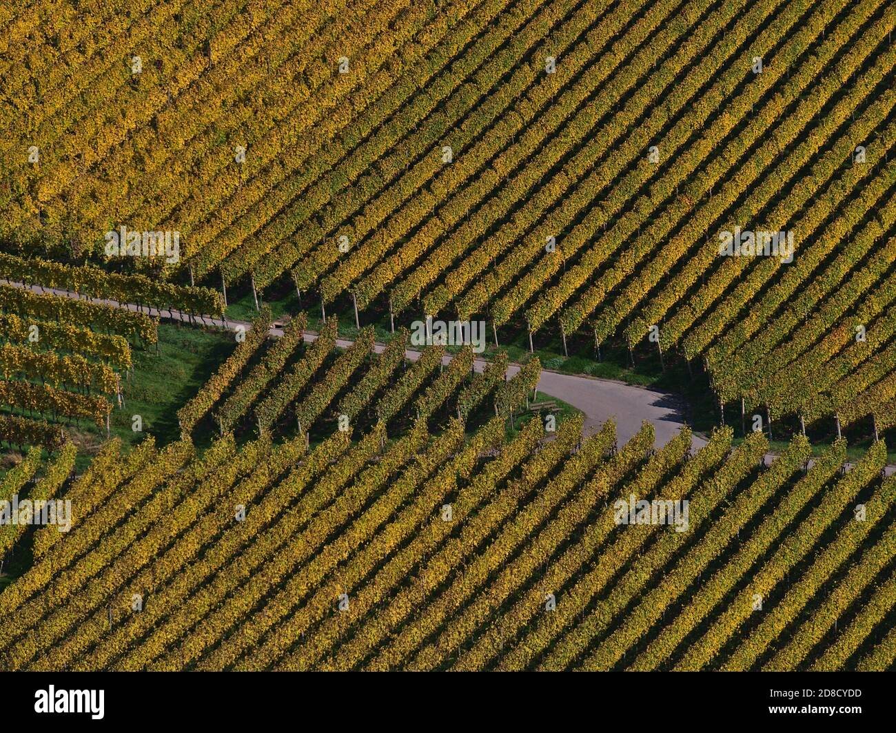 Aerial close-up view of an agricultural road intersection surrounded by patterned vineyards with beautiful colored fading vine leaves. Stock Photo