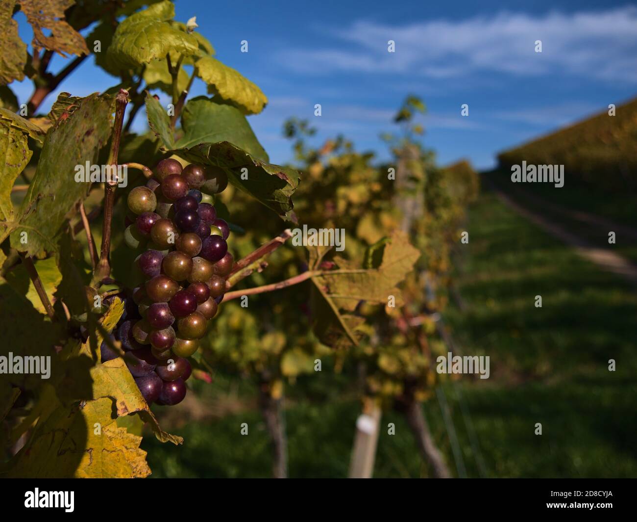 Closeup view of colorful vine grapes in a vineyard with green and yellow discolored leaves in fall season in Durbach, Germany. Focus on grapes. Stock Photo