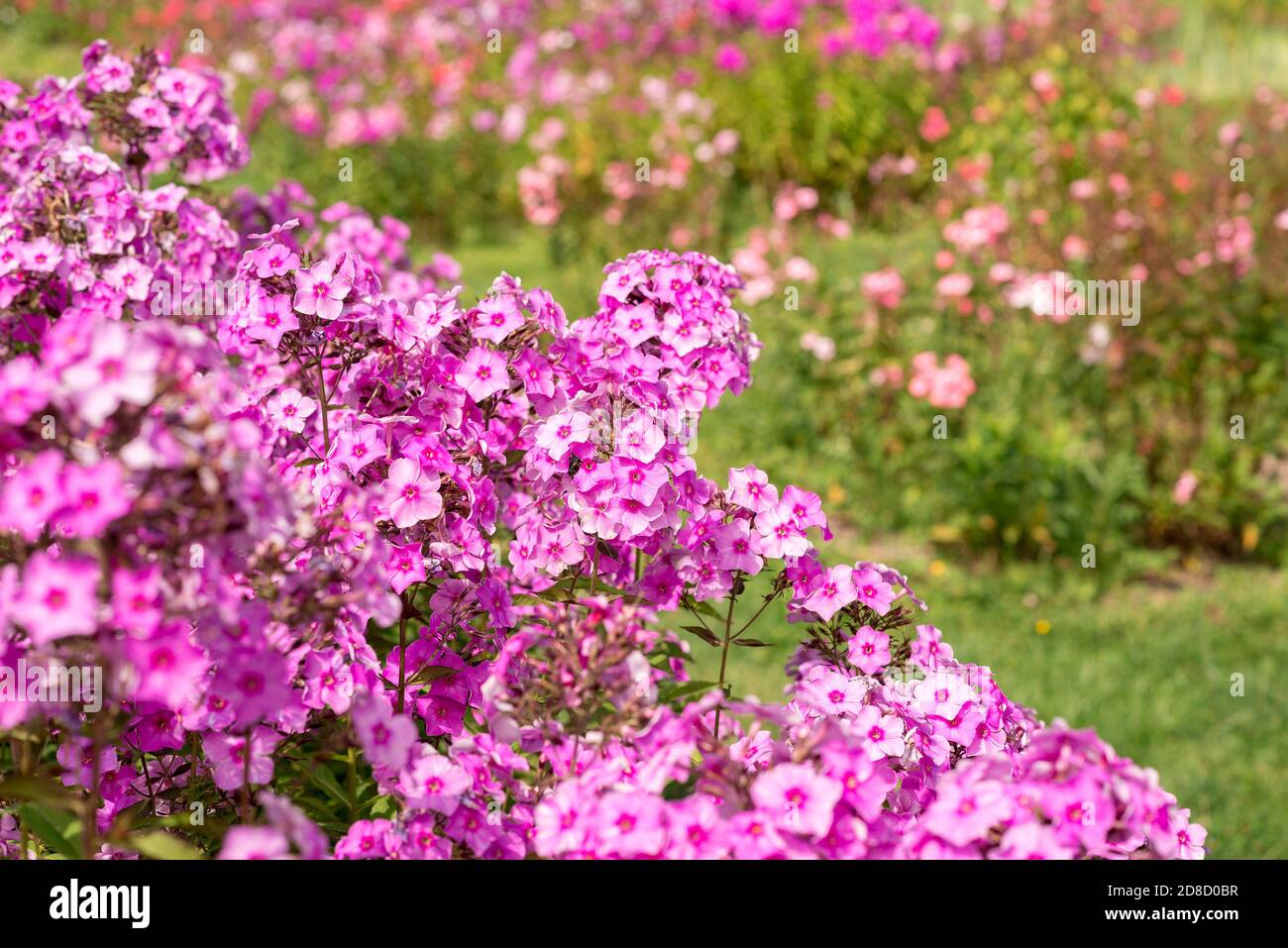 Flowers pink phlox in the garden Stock Photo - Alamy