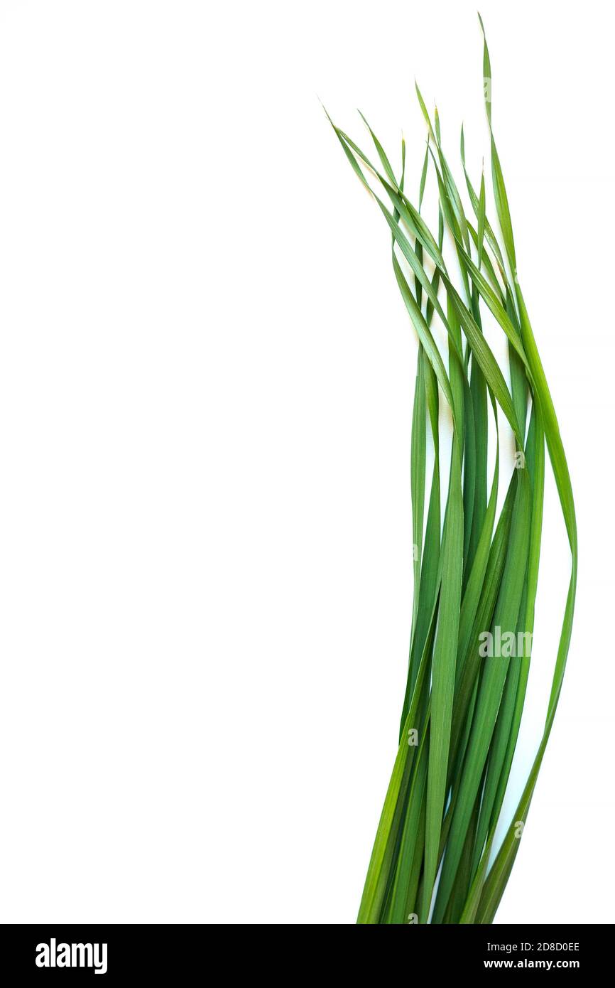 Vertical top view of oat grass on white background. Young green leaves of Avena sativa. Copy space for text Stock Photo