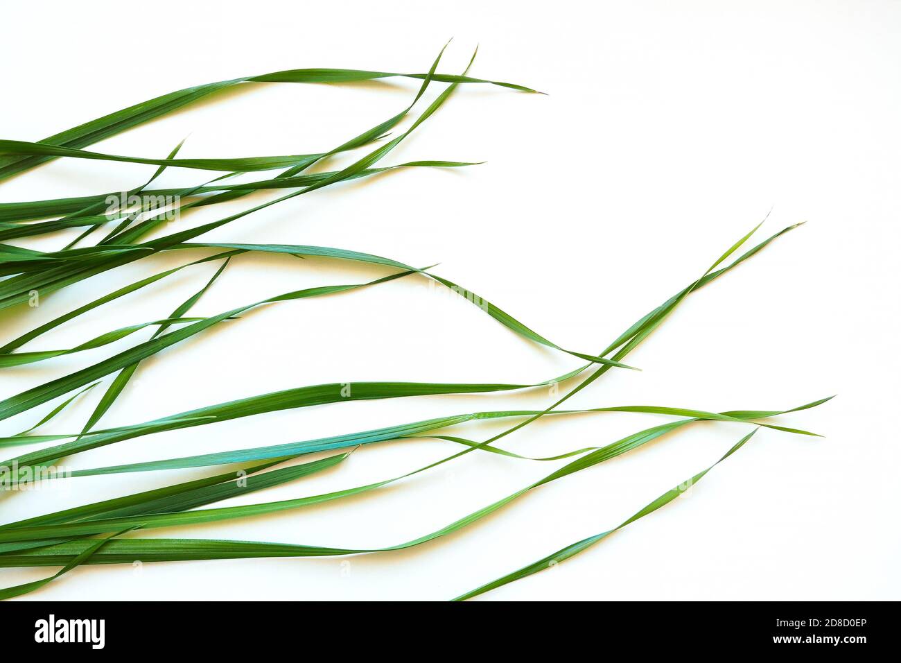 Top view of oat grass on white background. Young green leaves of Avena sativa Stock Photo