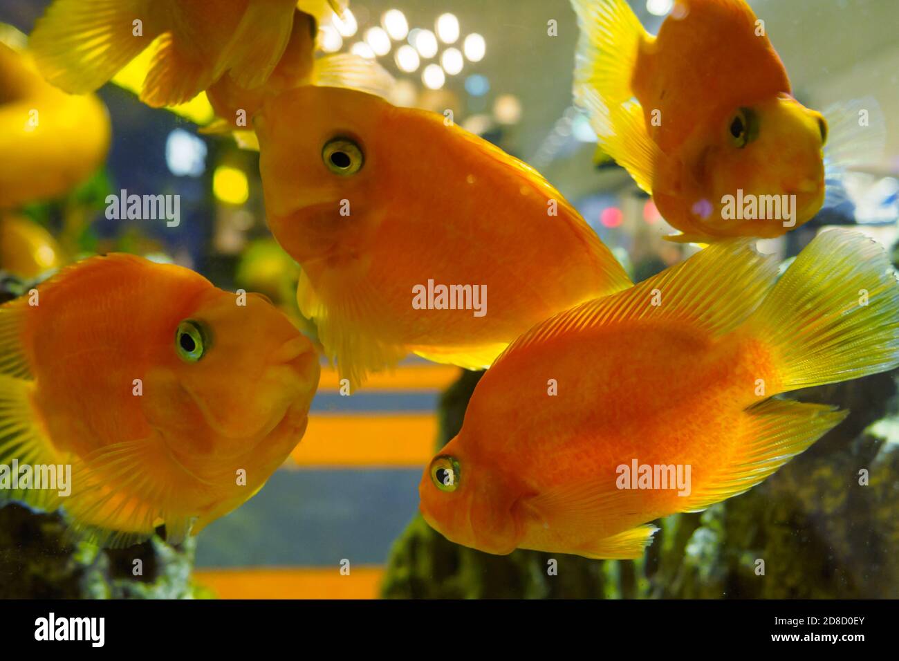 many blood parrot cichlid fishes swim in the aquarium Stock Photo