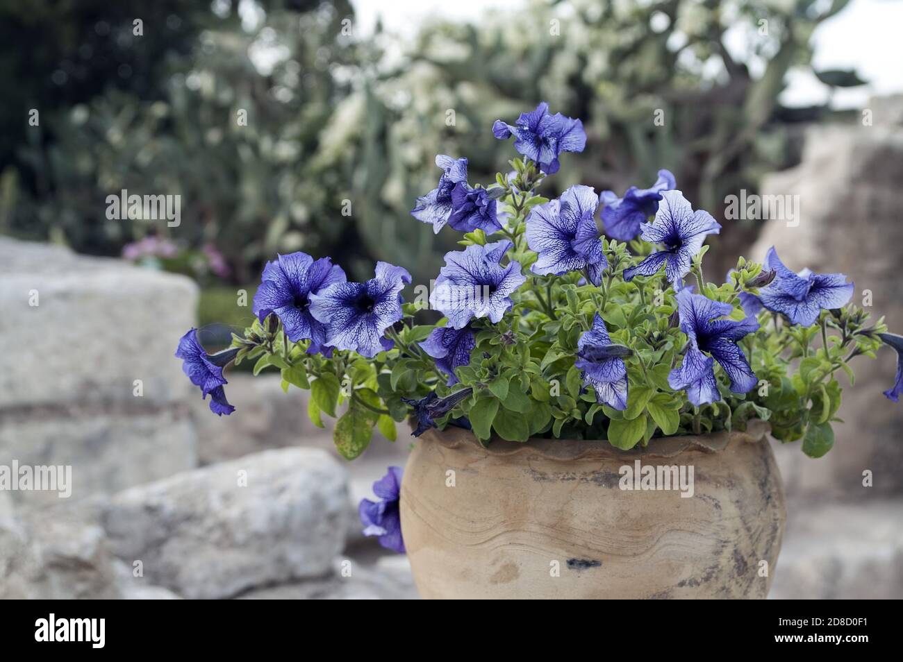 A blue petunia in a stone pot. Eine blaue Petunie in einem Steintopf. Una petunia azul en una maceta de piedra. Niebieska petunia. 在一個石罐的藍色喇叭花。 Stock Photo