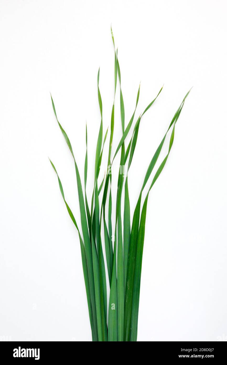 green oat grass leaves on vertical white background Stock Photo