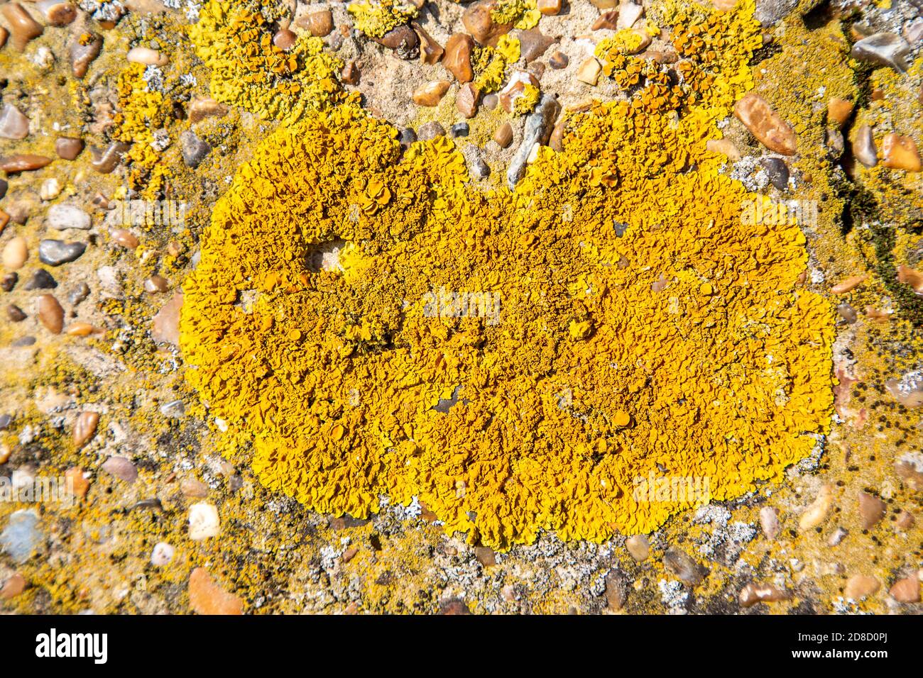 Pioneer species orange shield lichen, Xanthoria parietina,  rough concrete surface of pillbox, Suffolk, England, UK Stock Photo