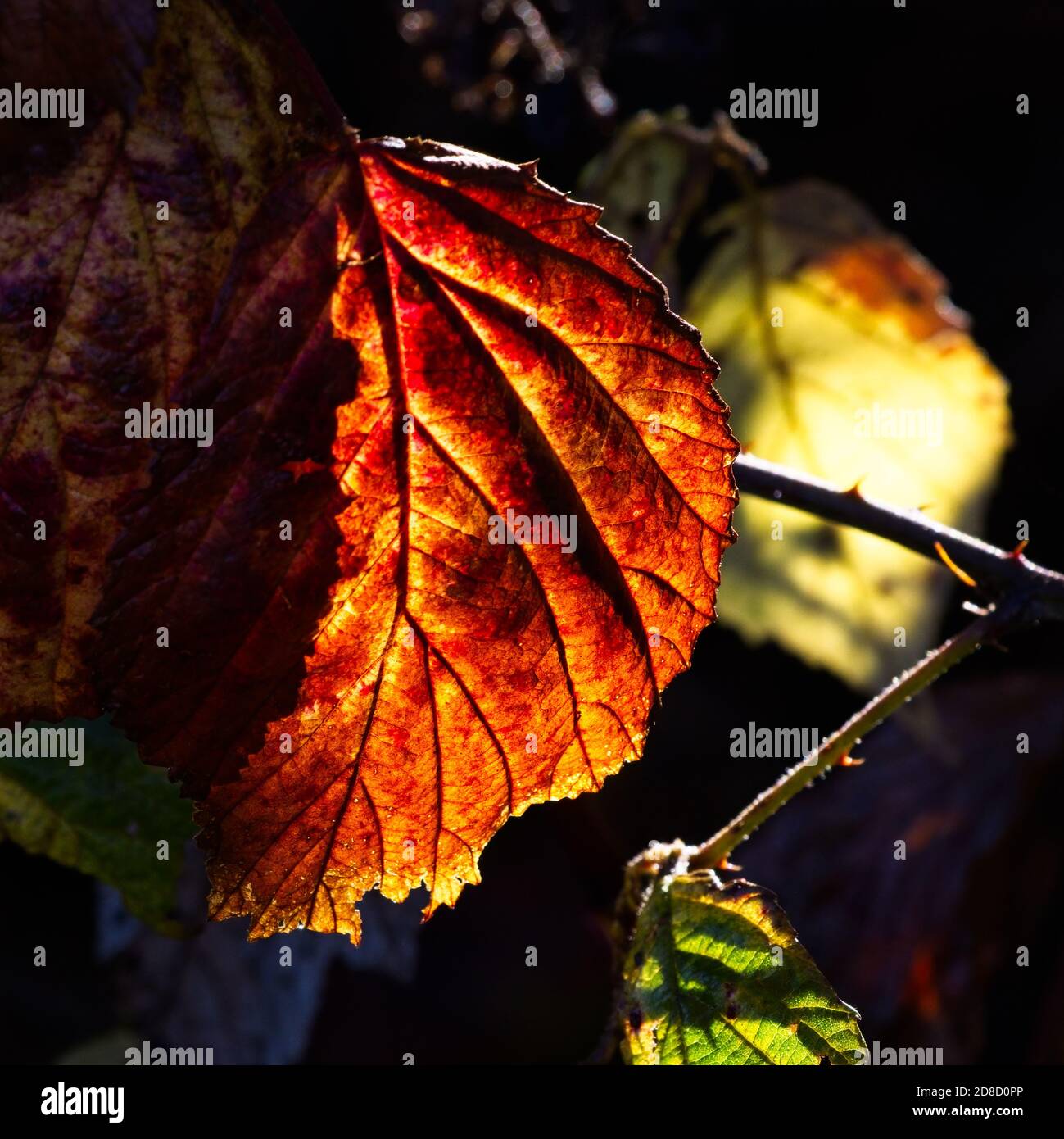 Brambleberry foliage stock photo. Image of luscious, mellow - 6376174
