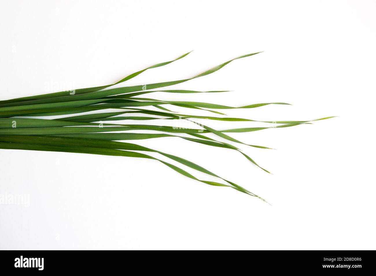 green oat grass leaves on horizontal white background Stock Photo