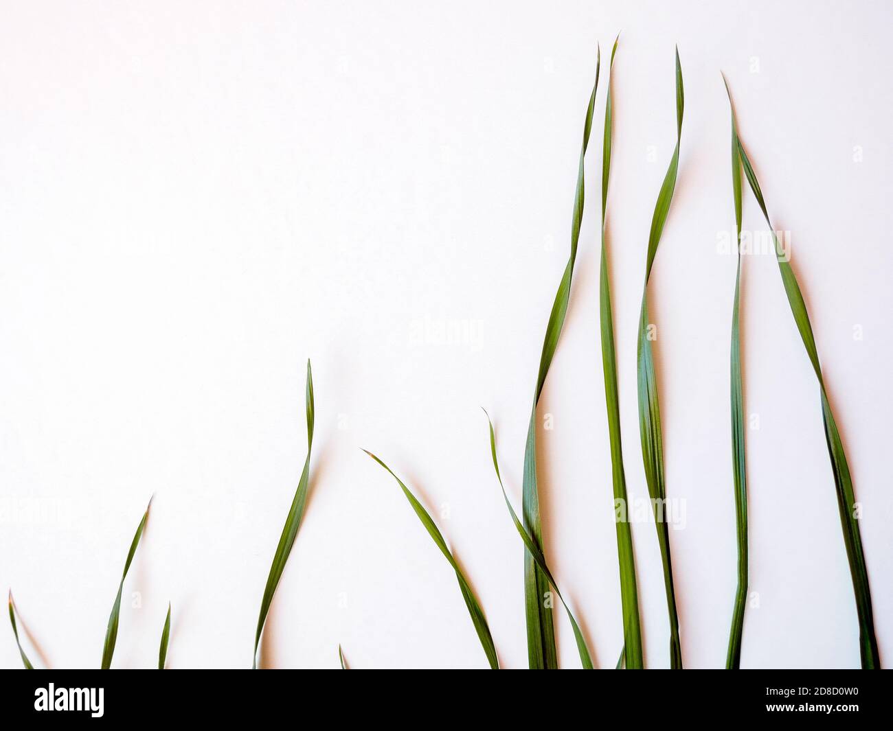 green oat grass leaves on white background, top view Stock Photo