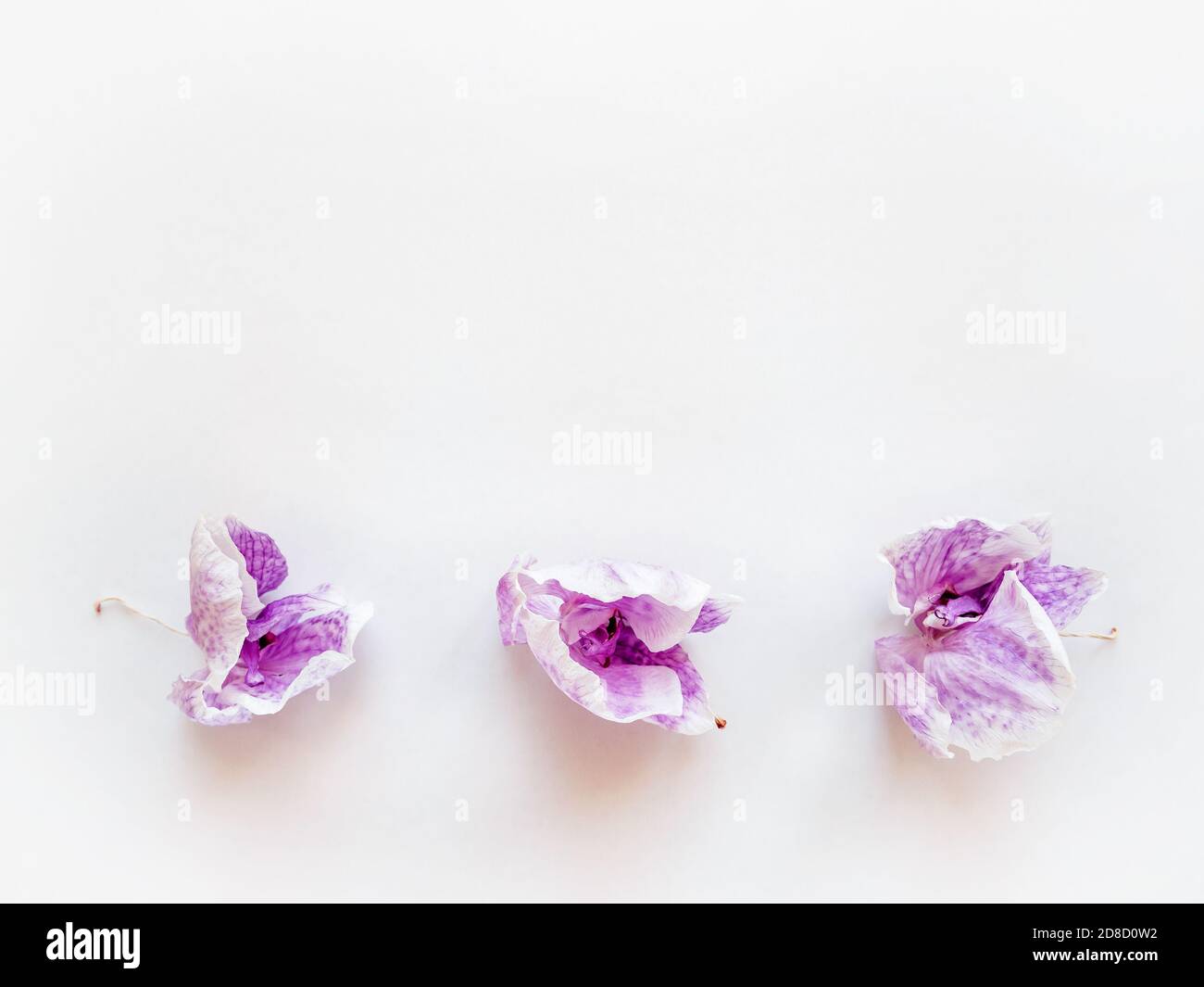 dried purple flowers orchid in horizontal row on white background, top view, copy space Stock Photo