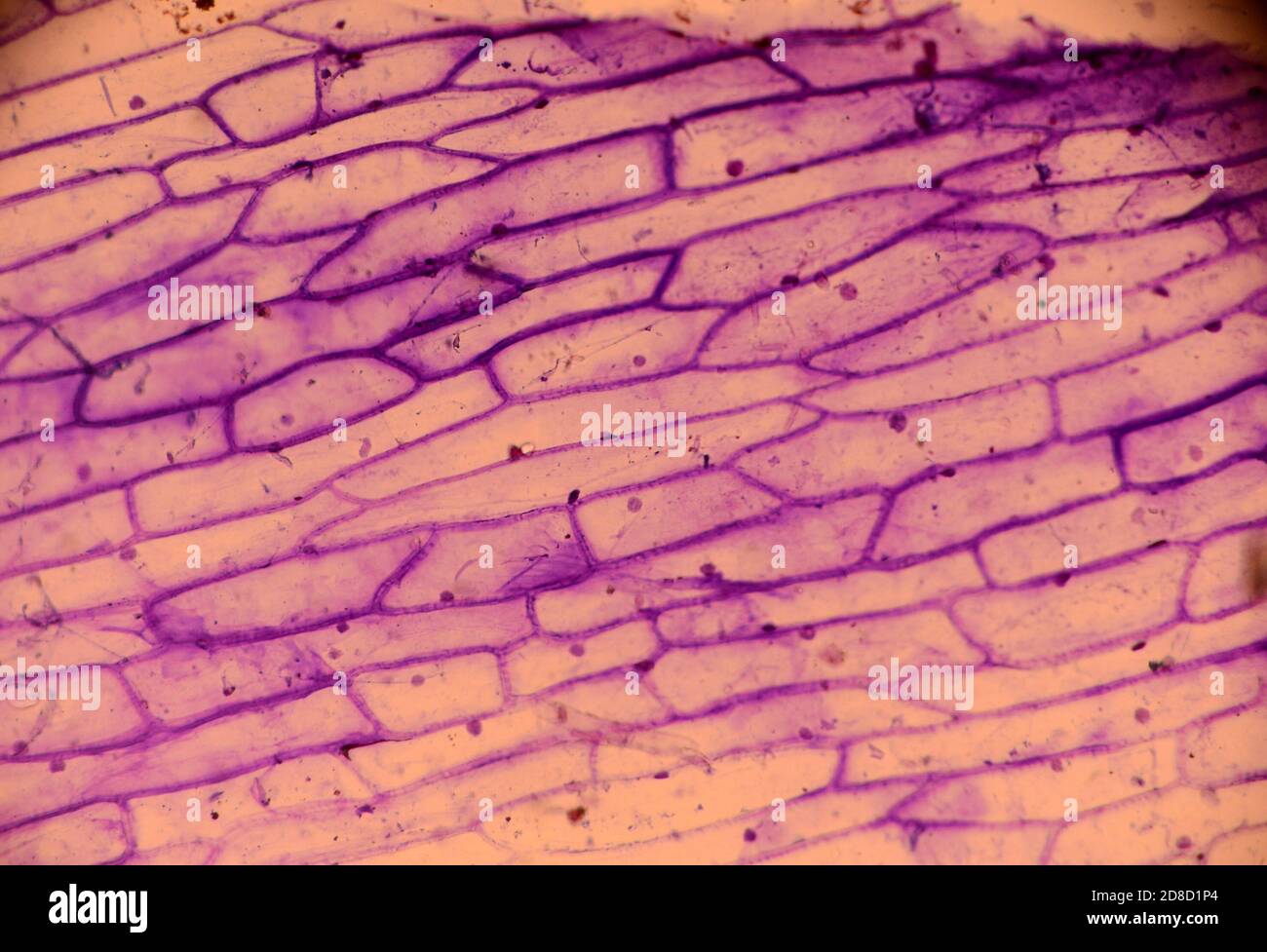 Microscopy of onion skin colored with methylene violet. The cell walls and cell nucleus can be seen. Stock Photo