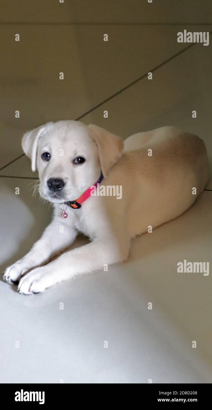 Cute, white, Labrador puppy in happy mood, facing the camera/India ...