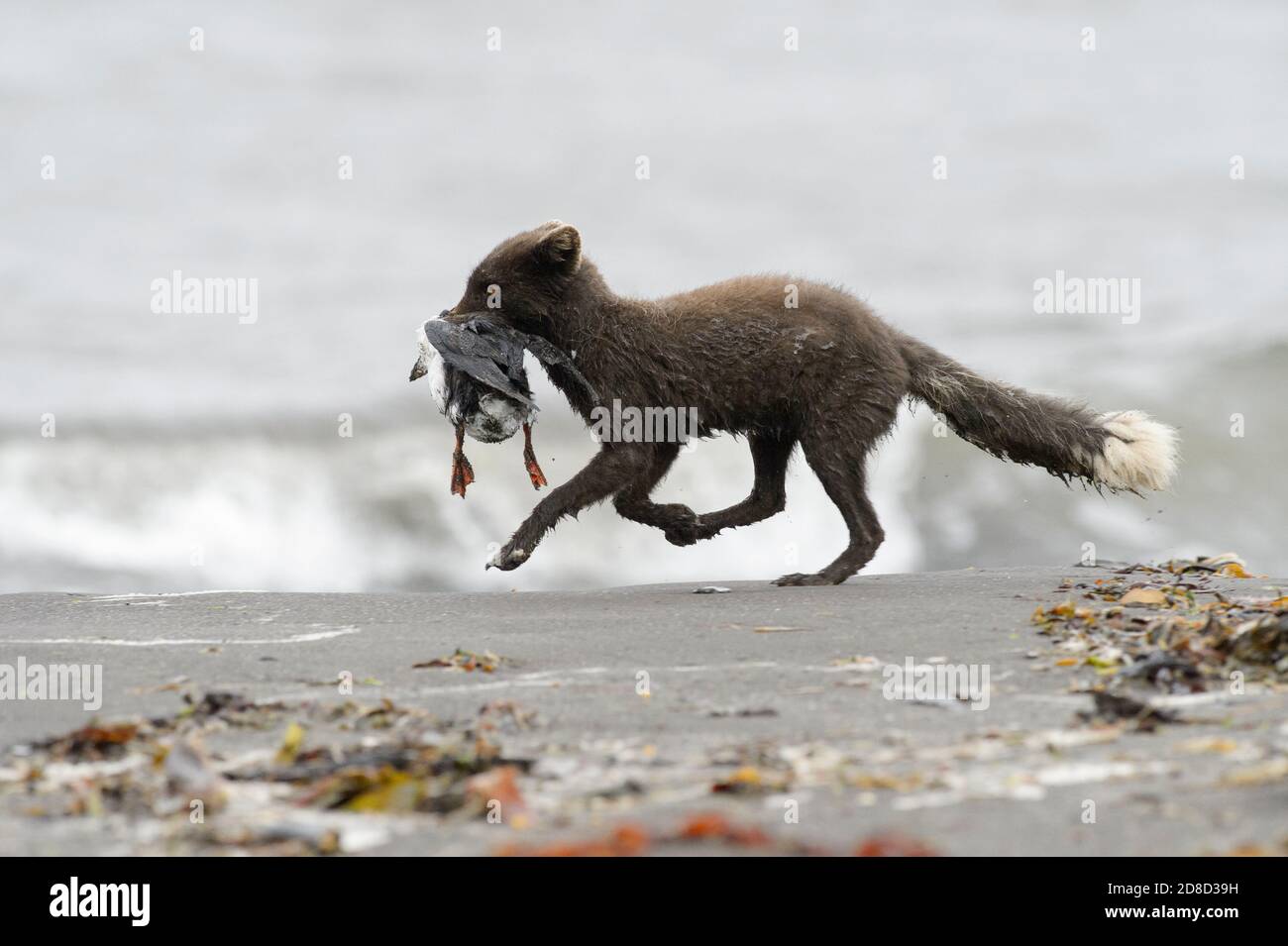 Young adult male Arctic fox (Vulpes lagopus) carrying dead puffin scavenged from the beach. Hornvik, Hornstrandir, Westfjords, Iceland. July 2015. Stock Photo