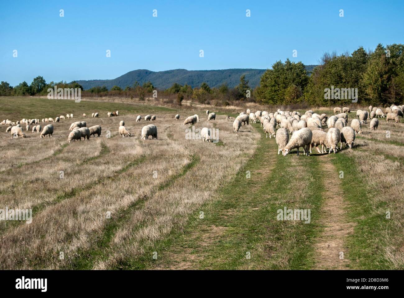 A flock of sheep grazing on green grass meadow in sunny autumn day ...