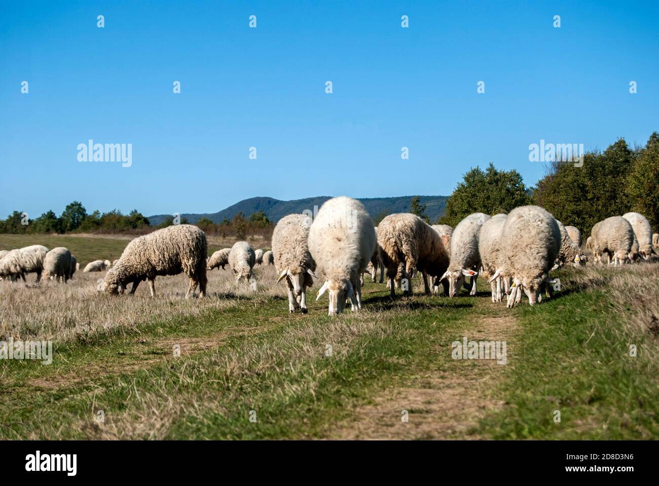 A flock of sheep grazing on green grass meadow in sunny autumn day ...