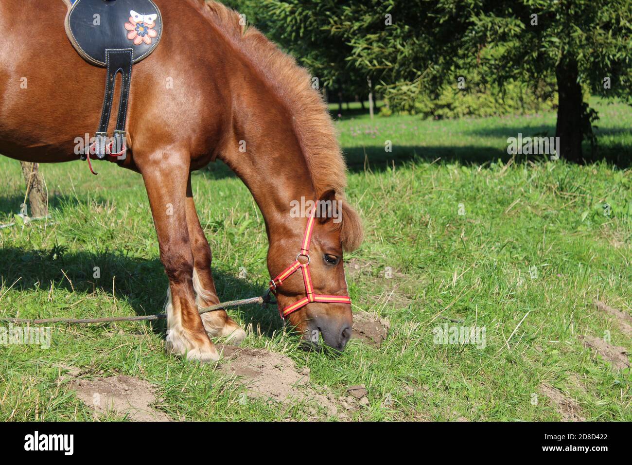 red brown horse in harness horse eating green grass on a Sunny day against the background of green bushes Stock Photo