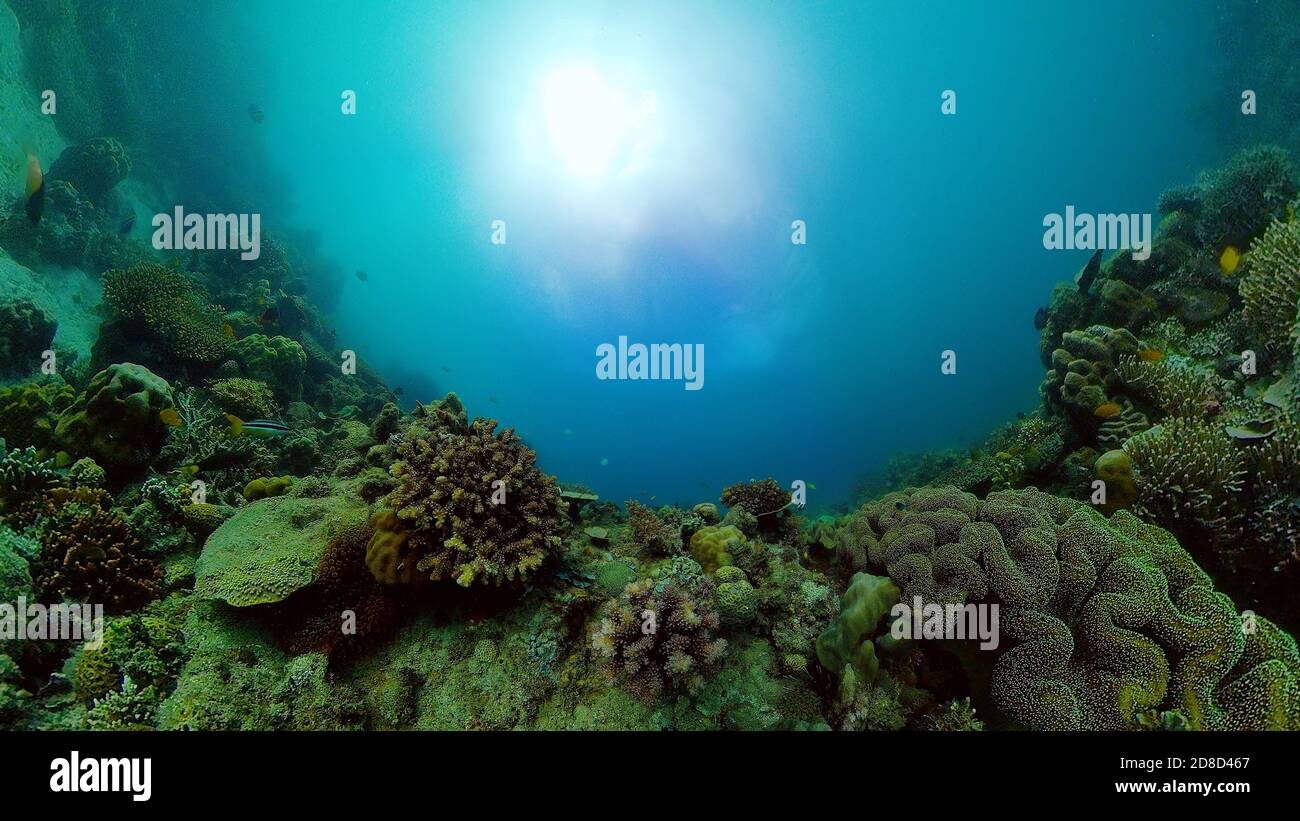 Tropical fishes and coral reef, underwater footage. Seascape under water. Philippines. Stock Photo