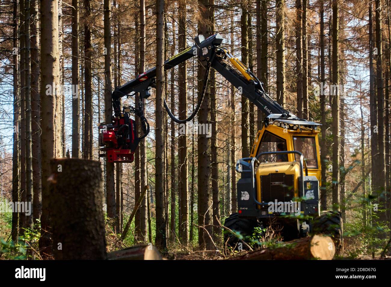 Bad Harzburg, Germany, September 14., 2020: Harvester cuts down dead trees to protect the forest Stock Photo