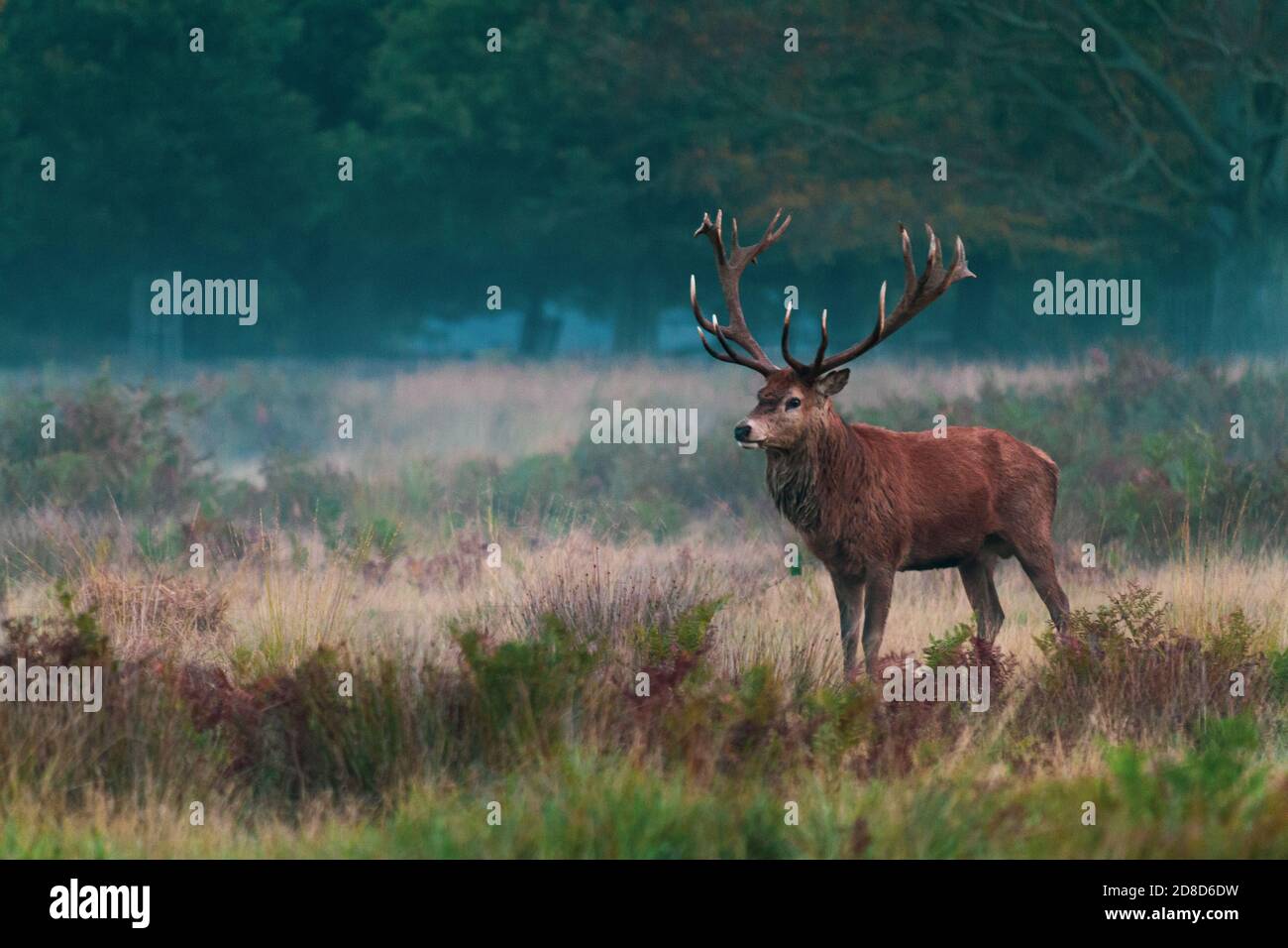 Adult deer with beautiful antlers with copy space Stock Photo