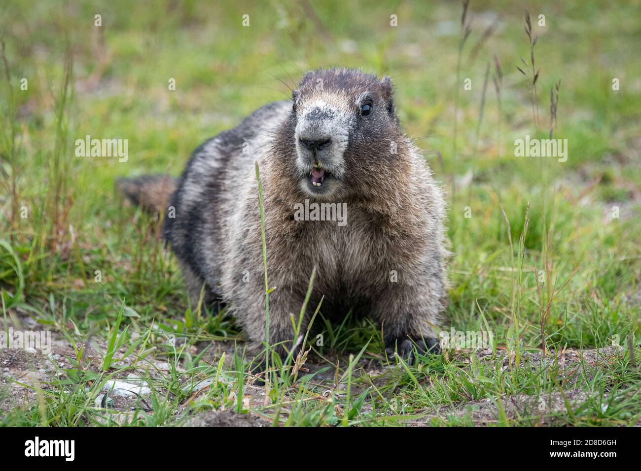 Close up of a marmot in Canada. Stock Photo