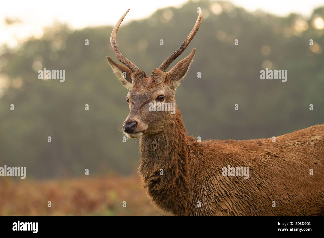 Deer at richmond park in richmond hi-res stock photography and images -  Page 6 - Alamy