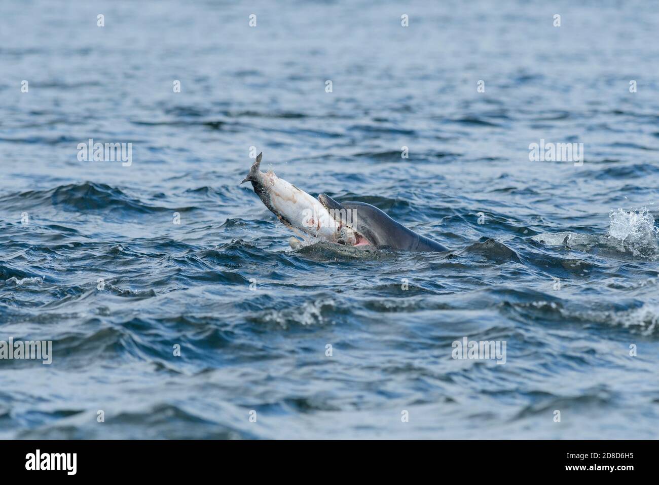 Bottlenose dolphin (Tursiops truncatus), Moray Firth, Highlands, Scotland. July 2017. Dolphins eating salmon. Stock Photo