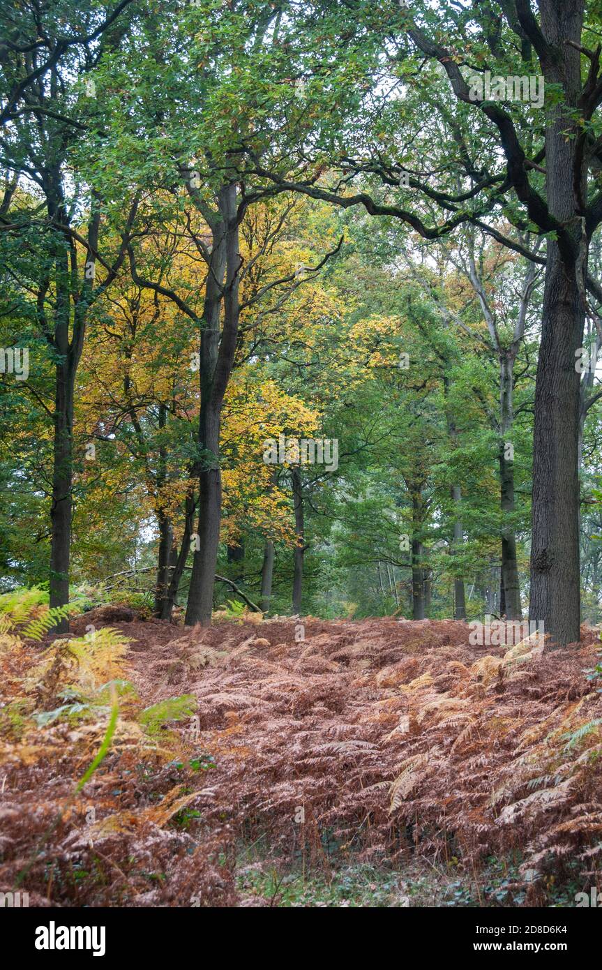 Around the UK Walking in the Wyre Forest Stock Photo Alamy