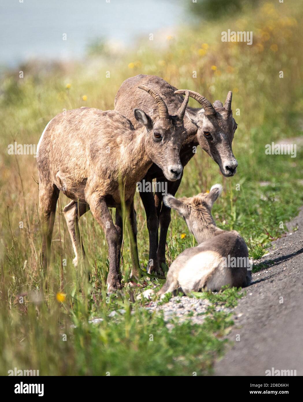 A group of juvenile big horn sheep by the road in Canada. Stock Photo