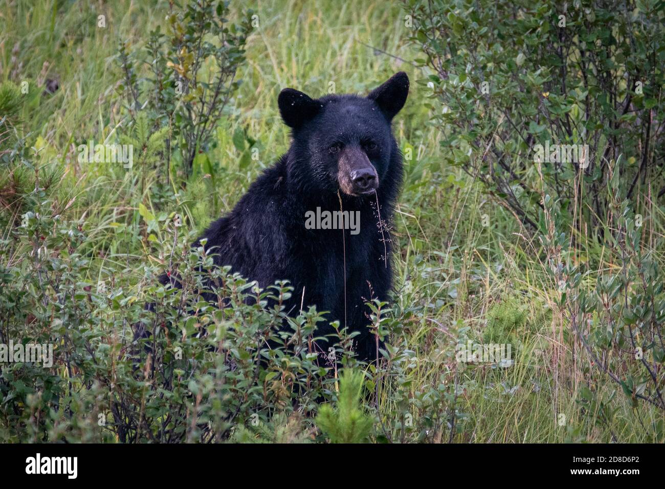 A black bear foraging for food in Canada. Stock Photo