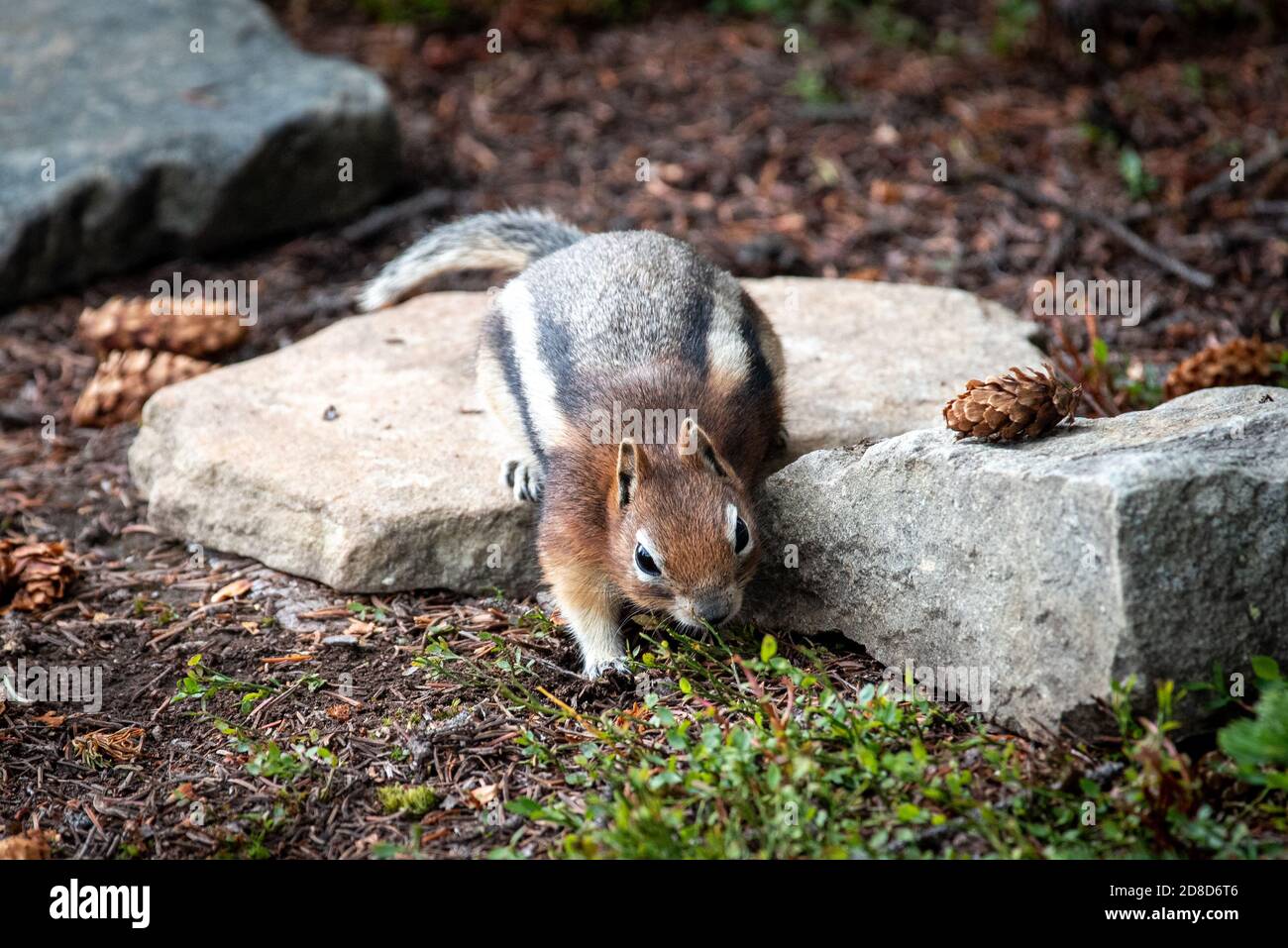 Eastern chipmunk in Canada Stock Photo