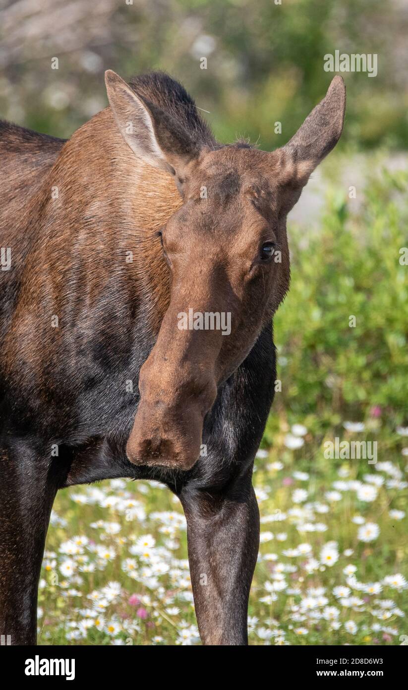 A moose wandered onto the road in Canada Stock Photo