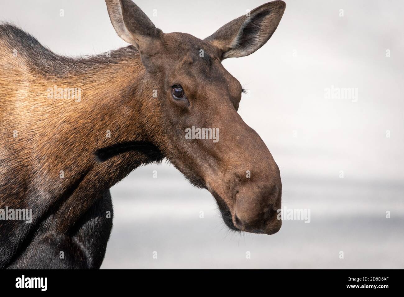 A moose wandered onto the road in Canada Stock Photo