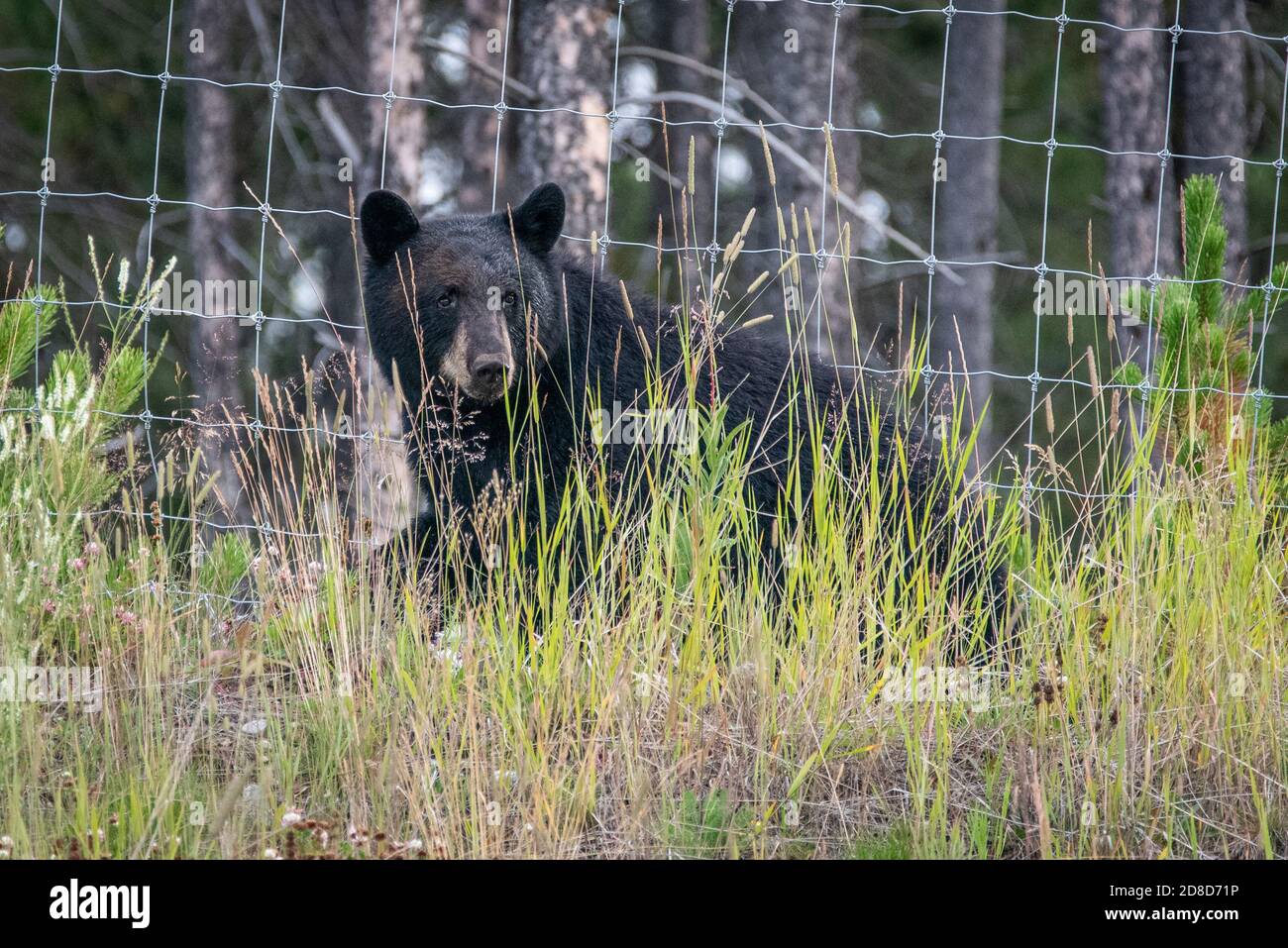 A black bear foraging for food in Canada. Stock Photo