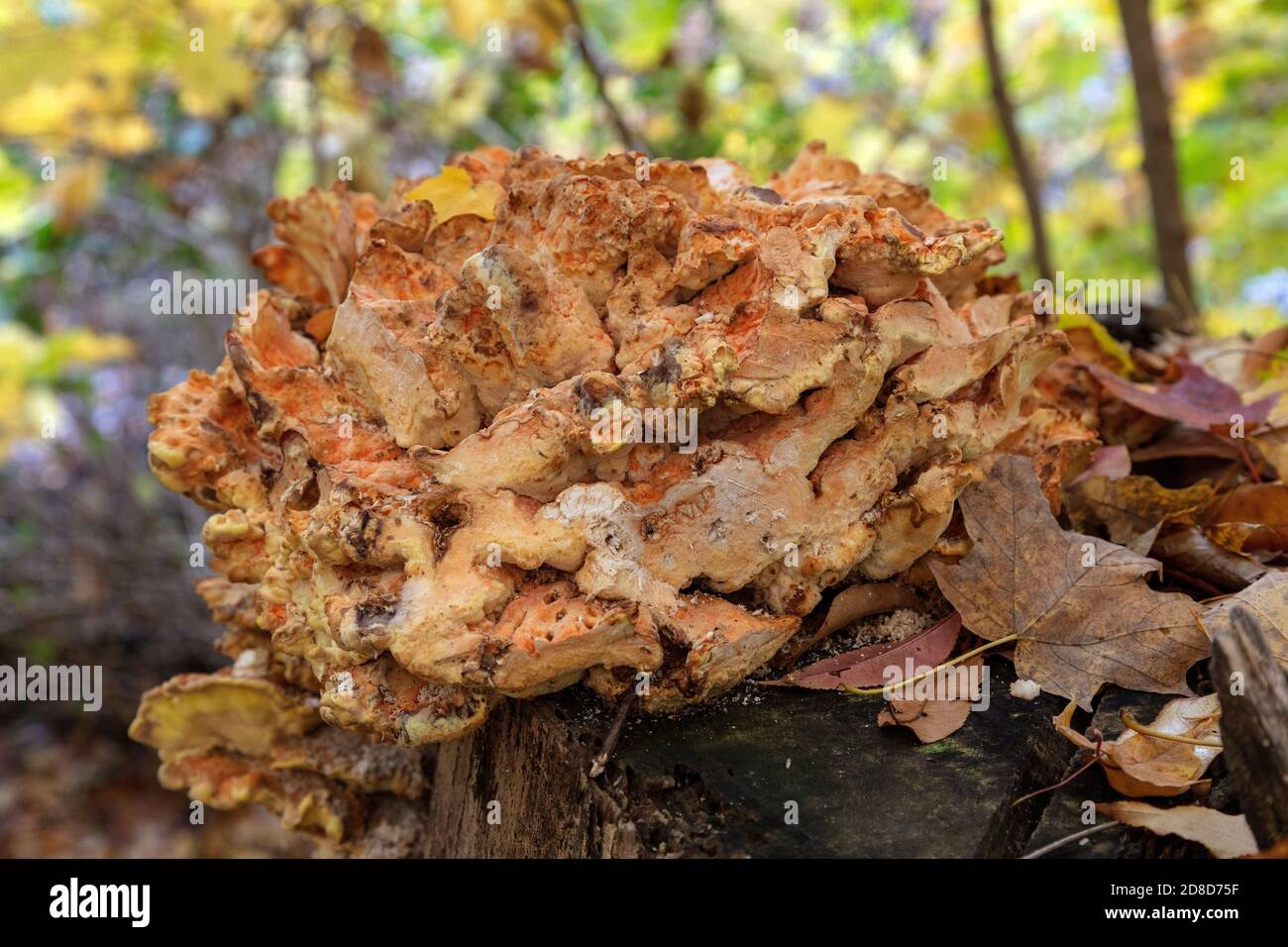 Chicken-of-the-woods Mushroom (Laetiporus sulphureus), growing on stump, E USA, by James D Coppinger/Dembinsky Photo Assoc Stock Photo