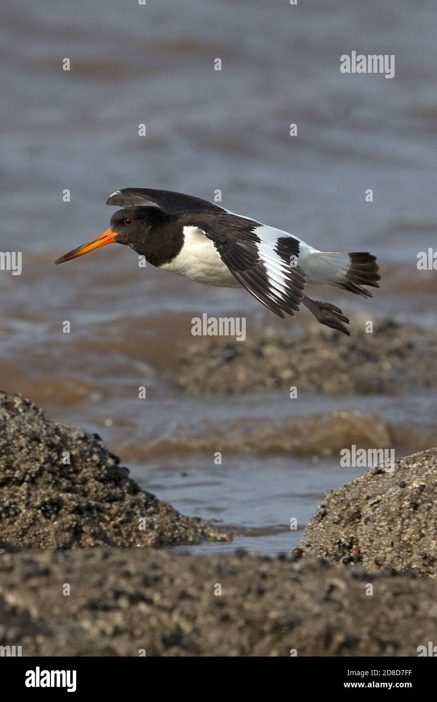 Oystercatcher norfolk bird wader hires stock photography and images