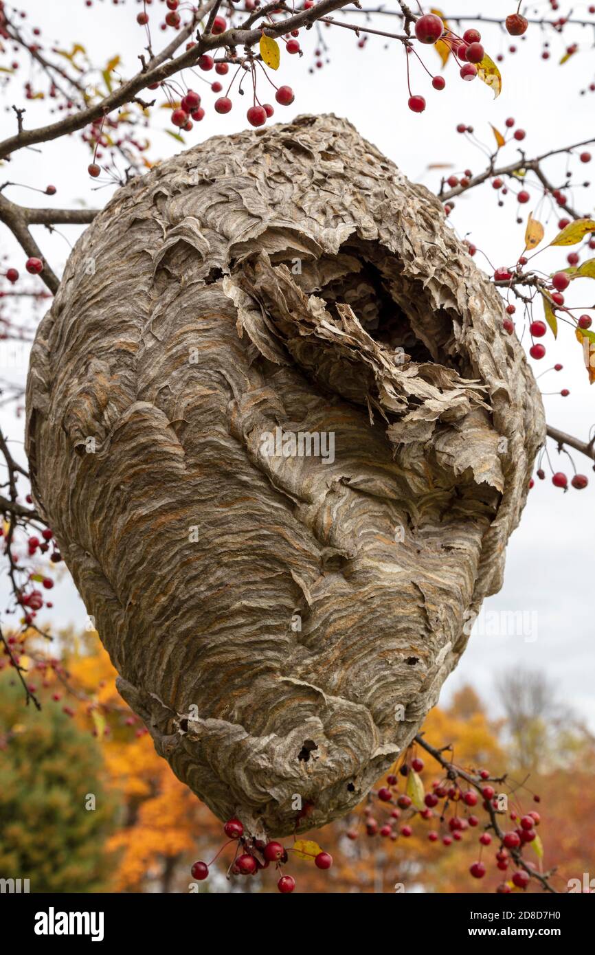 Large stinging paper wasp hi-res stock photography and images - Alamy