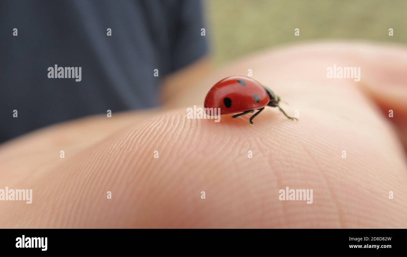 A close up of a cute red ladybug moving on man's hand Stock Photo - Alamy