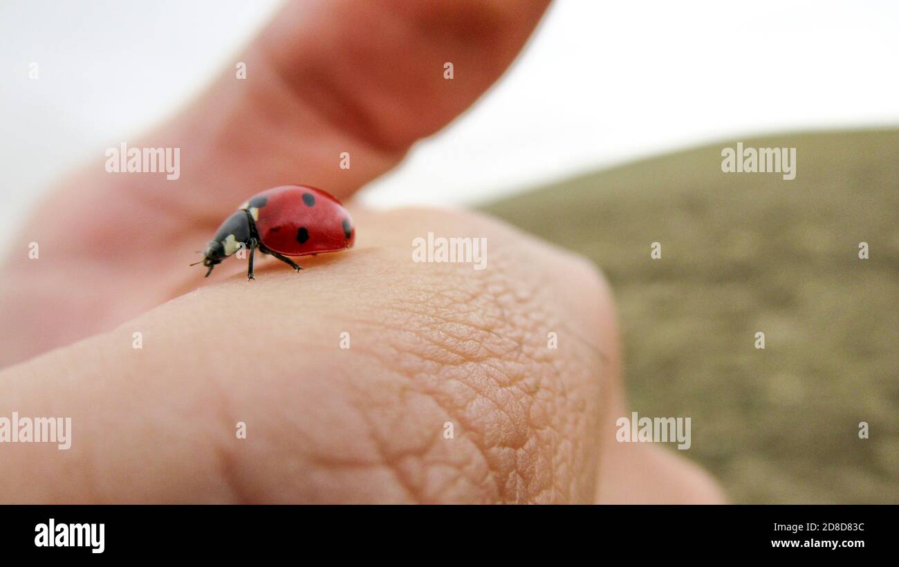 A close up of a cute red ladybug moving on man's hand Stock Photo - Alamy