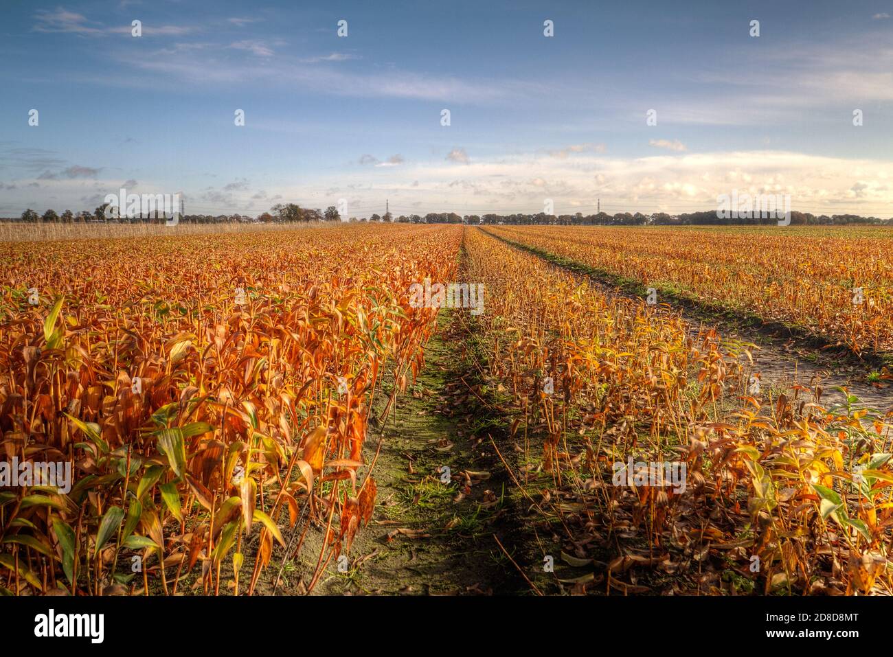 Withered Lilies on a field in autumn colors Stock Photo