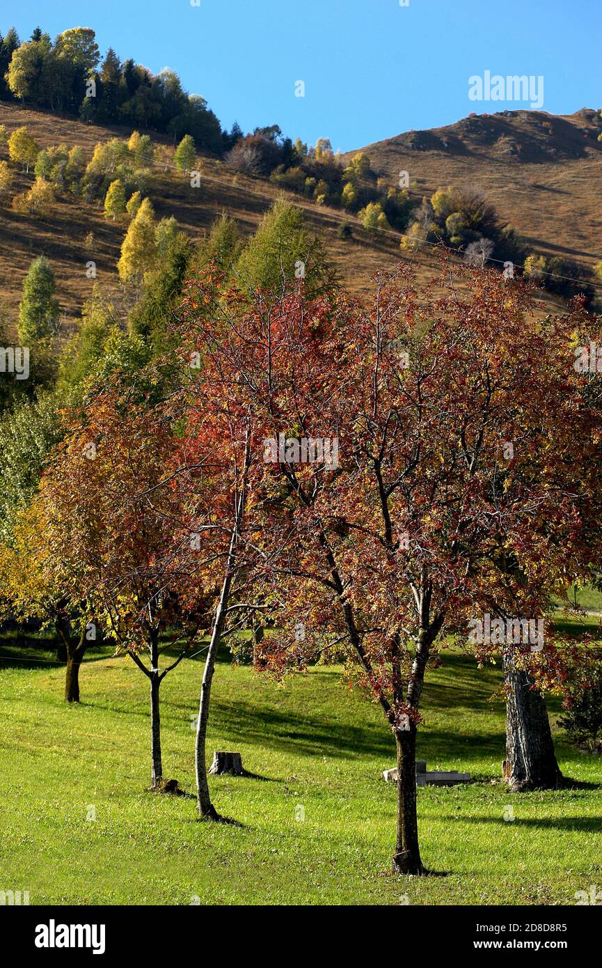 Caregno (Bs),Val Trompia,Lombardy,Italy, the coulors of autumn,trees Stock Photo