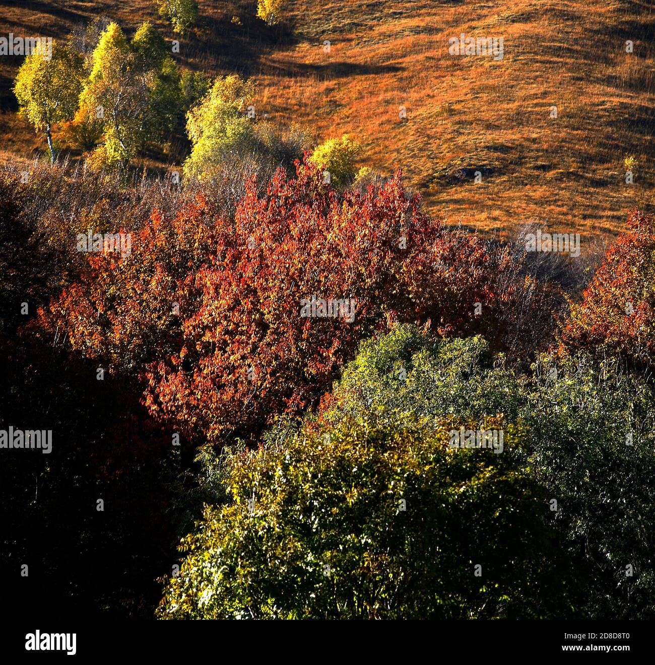 Caregno (Bs),Val Trompia,Lombardy,Italy, the coulors of autumn,trees Stock Photo