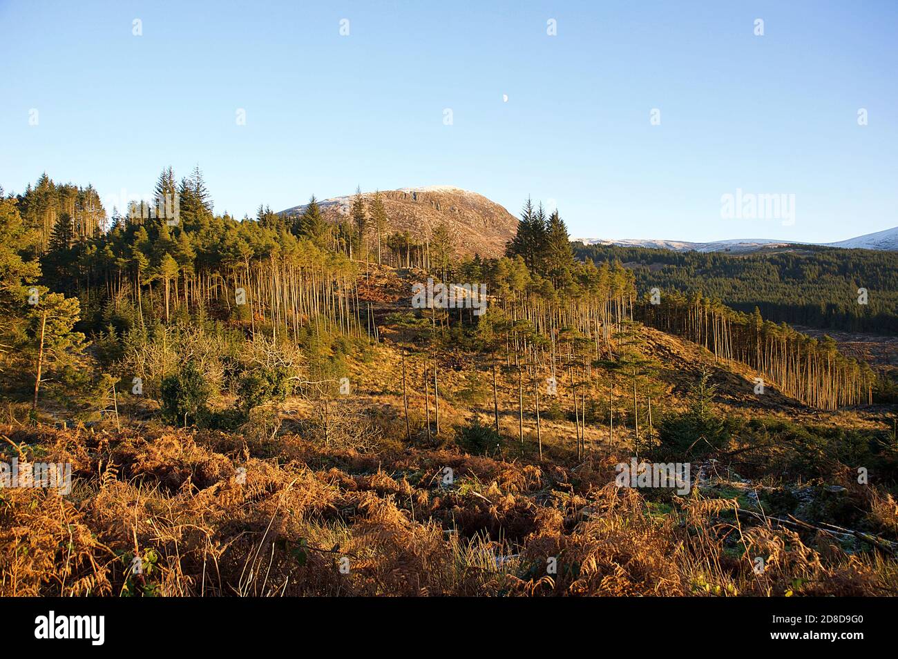 Galloway Forest Park in winter light  Dumfries and Galloway Scotland. Stock Photo