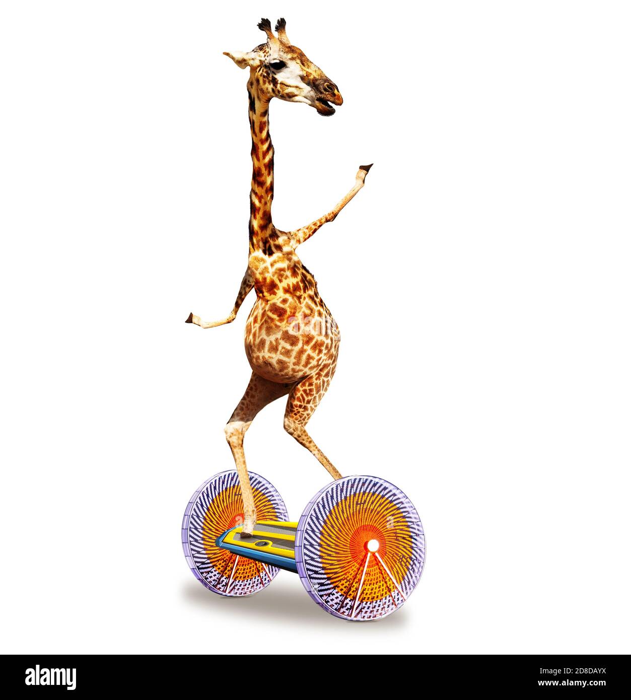Funny photo of giraffe riding gyroscooter hoverboard isolated on white Stock Photo