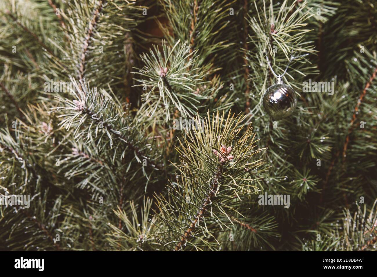 Christmas tree needles. Minimalistic decorations Stock Photo Alamy