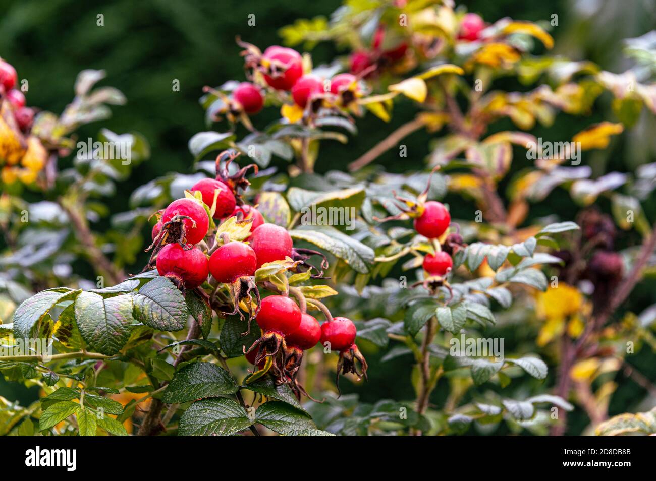 Rosaceae,rosa,rugosa, red autumnal fruits or hips. Stock Photo