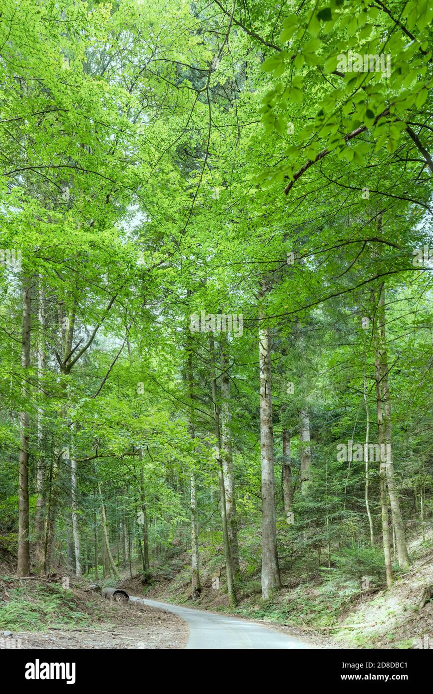 little road bends in green forest, shot in summer light near Ibach, Black Forest, Baden Wuttenberg, Germany Stock Photo