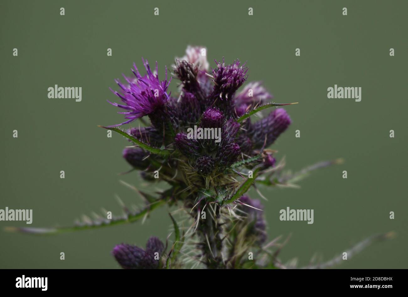 A thistle starts to flower in this photo taken on a summer evening in Scotland. Stock Photo